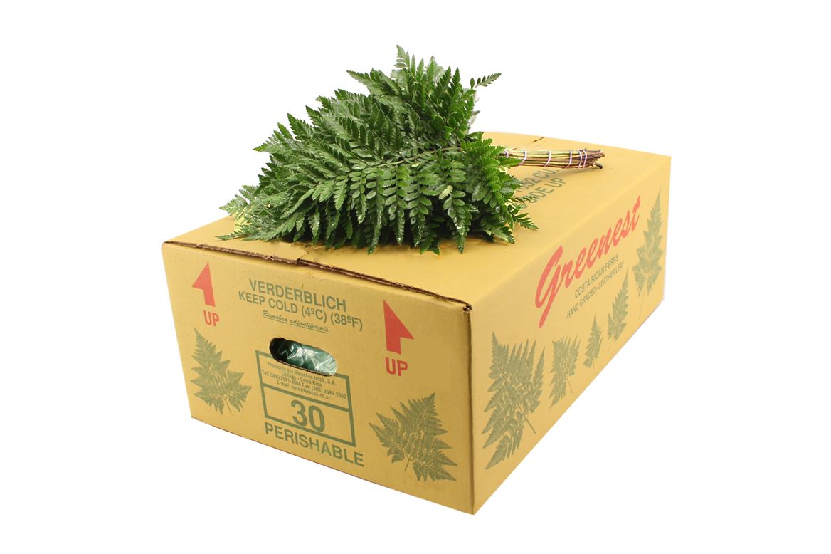 Leatherleaf Italy Per Bunch