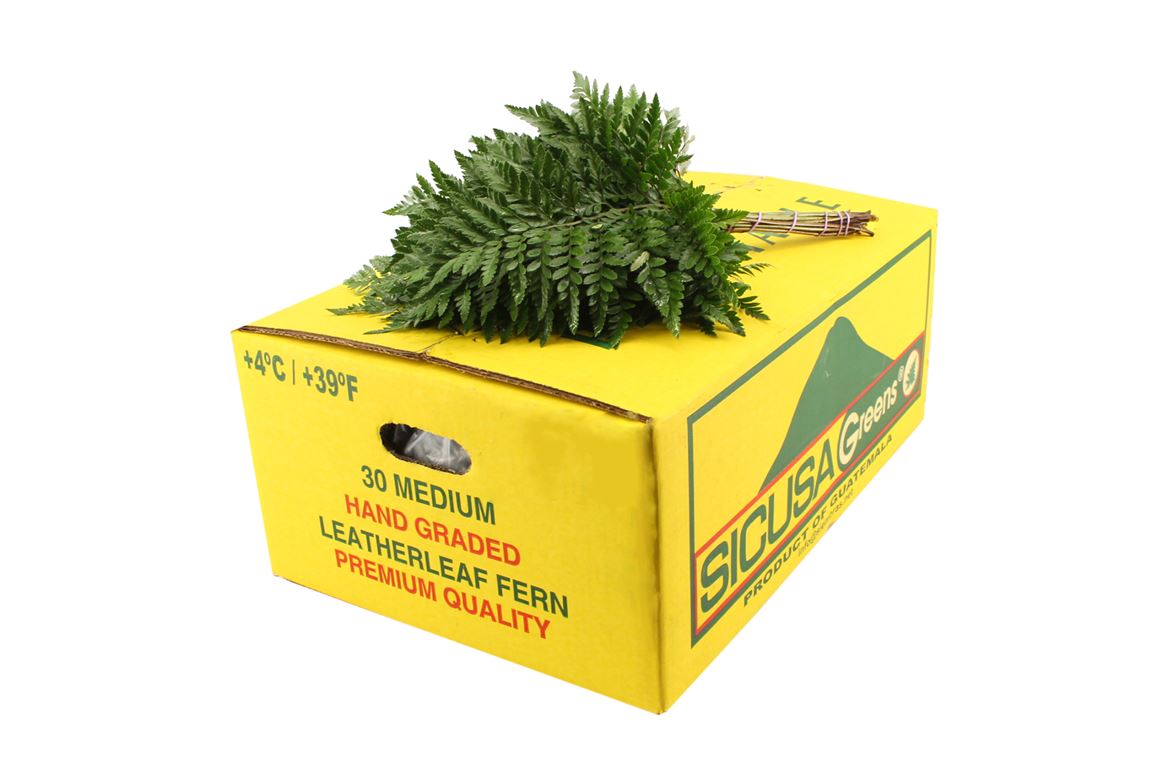 Leatherleaf Italy Per Bunch