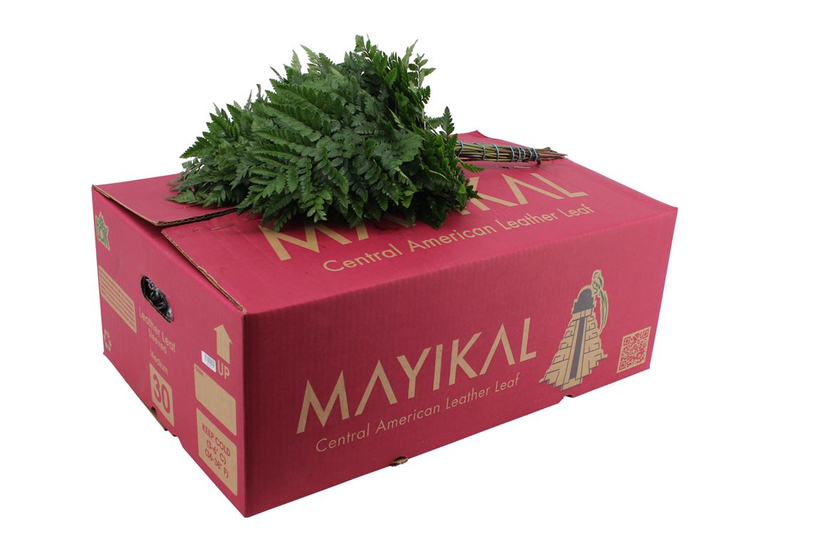 Leatherleaf Italy Per Bunch