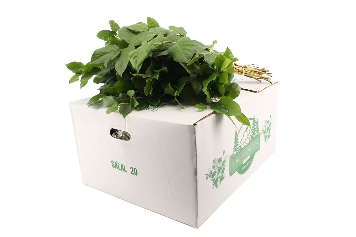Cutgreens Salal Tips