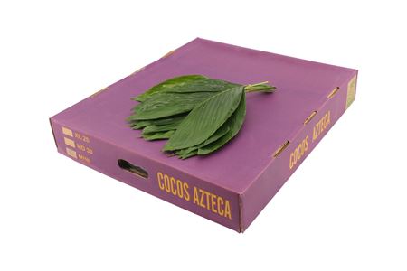 Chamaedorea Metallica Per Bunch 30cm