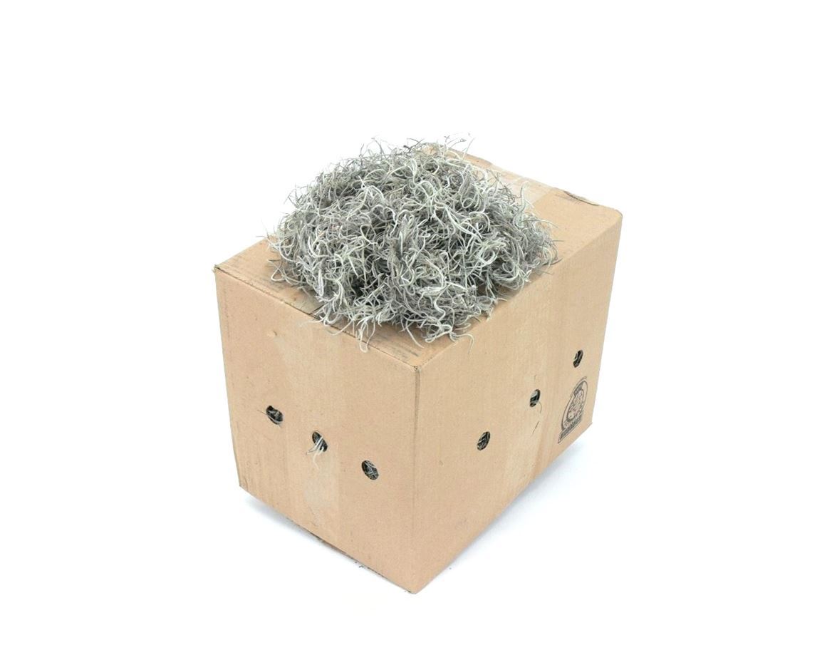 Till Usneoides Super Fine