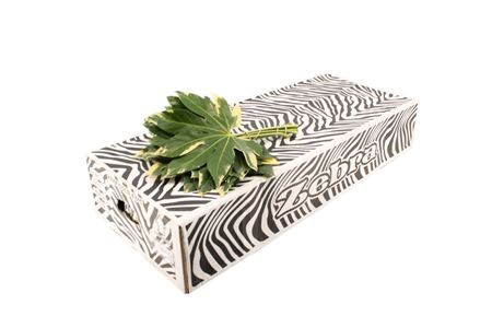 Fatsia Japonica Variegata Per Bunch 30cm