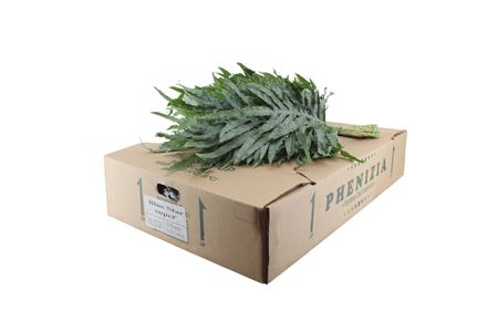 Phlebodium Blue Star 60cm