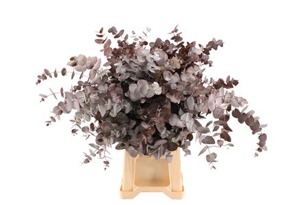 Eucalyptus Cinerea Painted Red Per Bunch 70cm