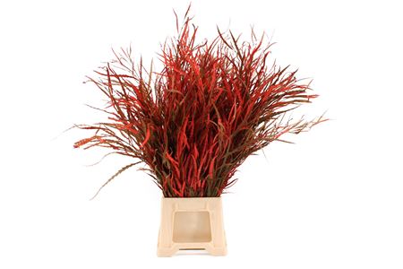 Grevillea Painted Red 100cm