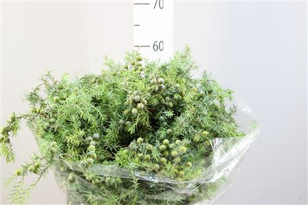 Juniperus Squamata Meyeri Per Bunch