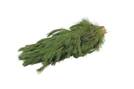 Pinus Strobus Per Bunch 90cm
