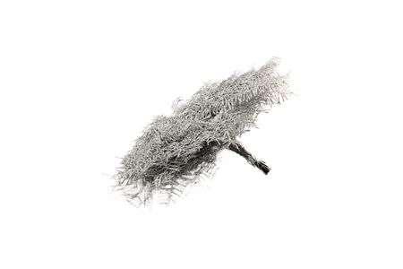 Gleichenia Coral Fern Silver Per Bunch 25cm