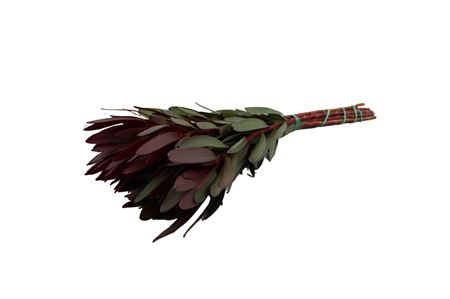 Leucadendron Safari Sunset 40cm