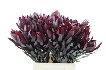 Leucadendron Safari Sunset 50cm