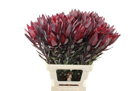 Leucadendron Safari Sunset 70cm