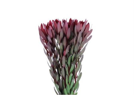 Leucadendron Safari Sunset 80cm