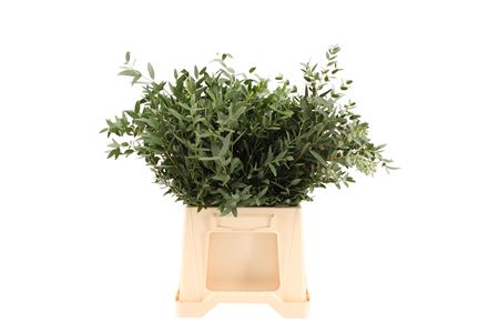 Eucalyptus Parvifolia Per Bunch 55cm