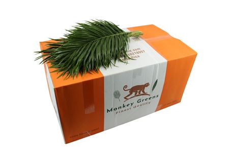 Phoenix Roebeleni Per Bunch 50cm