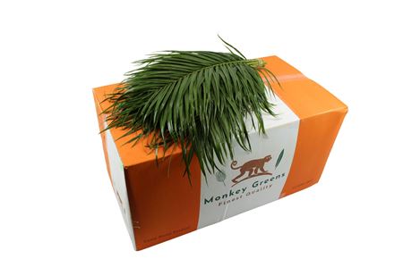 Phoenix Roebeleni Per Bunch 60cm
