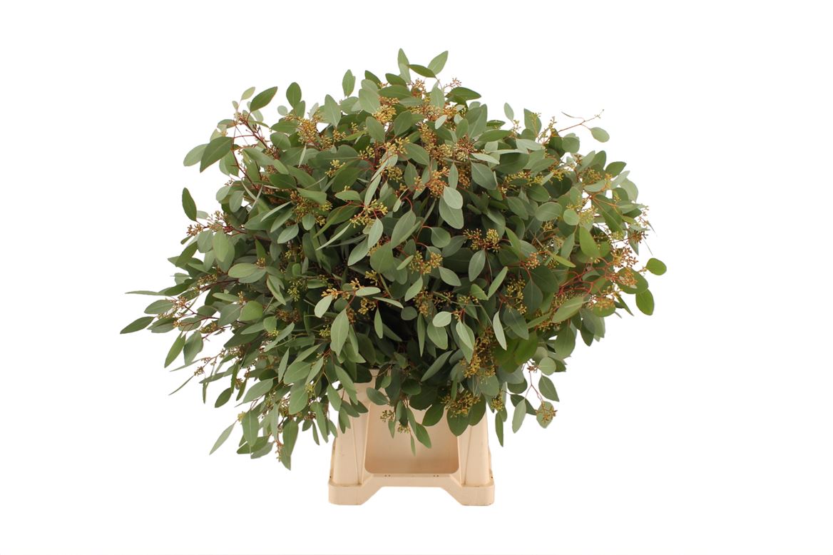Eucalyptus Populus Bunch 70cm 300gram