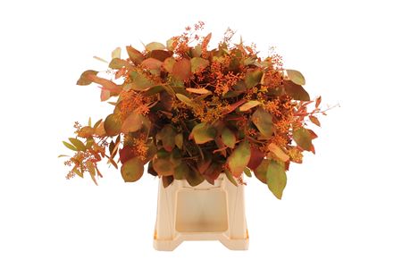 Eucalyptus Populus Painted Deluxe Berry Per Bunch 70cm 300gr.