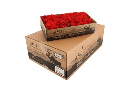 Icelandic Reindeer Moss Red