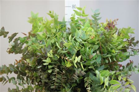 Eucalyptus Stuartiana Autumn Per Bunch 70cm