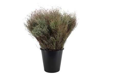 Thymus Capitatus Per Bunch 60cm