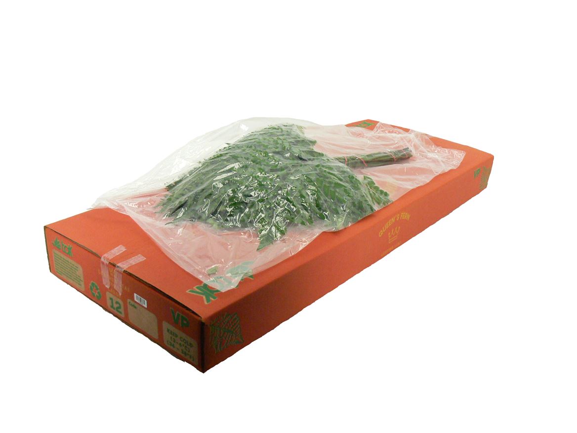 Leatherleaf Italy Per Bunch