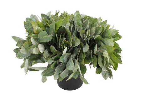 Eucalyptus Robusta Juveniel Per Bunch 55cm