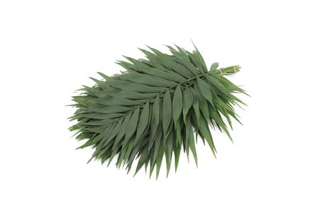 Chamaedorea Chico Leaf Per Bunch 35cm