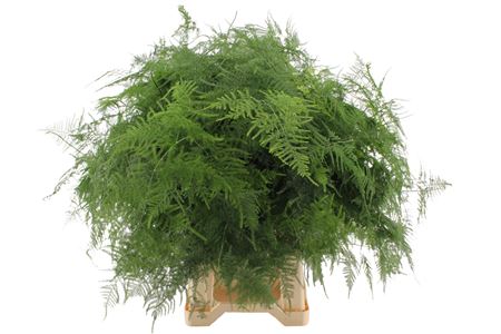 Asparagus Setaceus 65cm