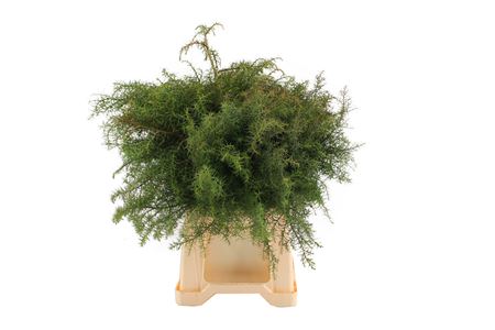 Cryptomeria Japonica Elegans Per Bunch 50cm