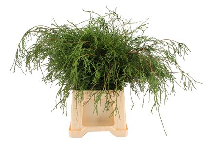 Chamaecyparis Pisifera Filifera Per Bunch 50cm