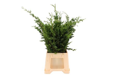 Chamaecyparis Lawsoniana Wisselii Per Bunch 50cm