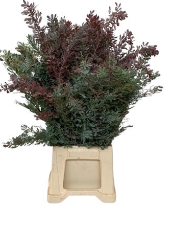 Acacia Baileyana Per Bunch 50cm