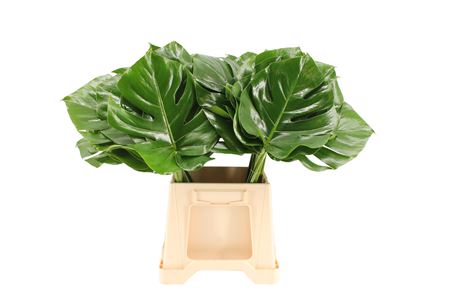 Monstera Leaf 50cm 23cm Hd