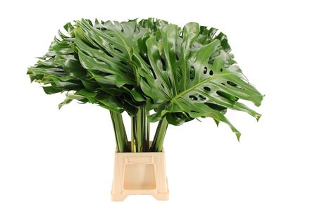 Monstera Leaf 65cm 45cm Hd