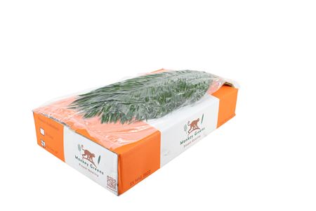 Phoenix Roebeleni Per Bunch 60cm