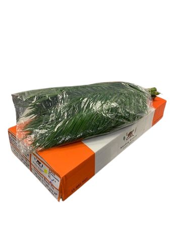 Phoenix Roebeleni Per Bunch 80cm