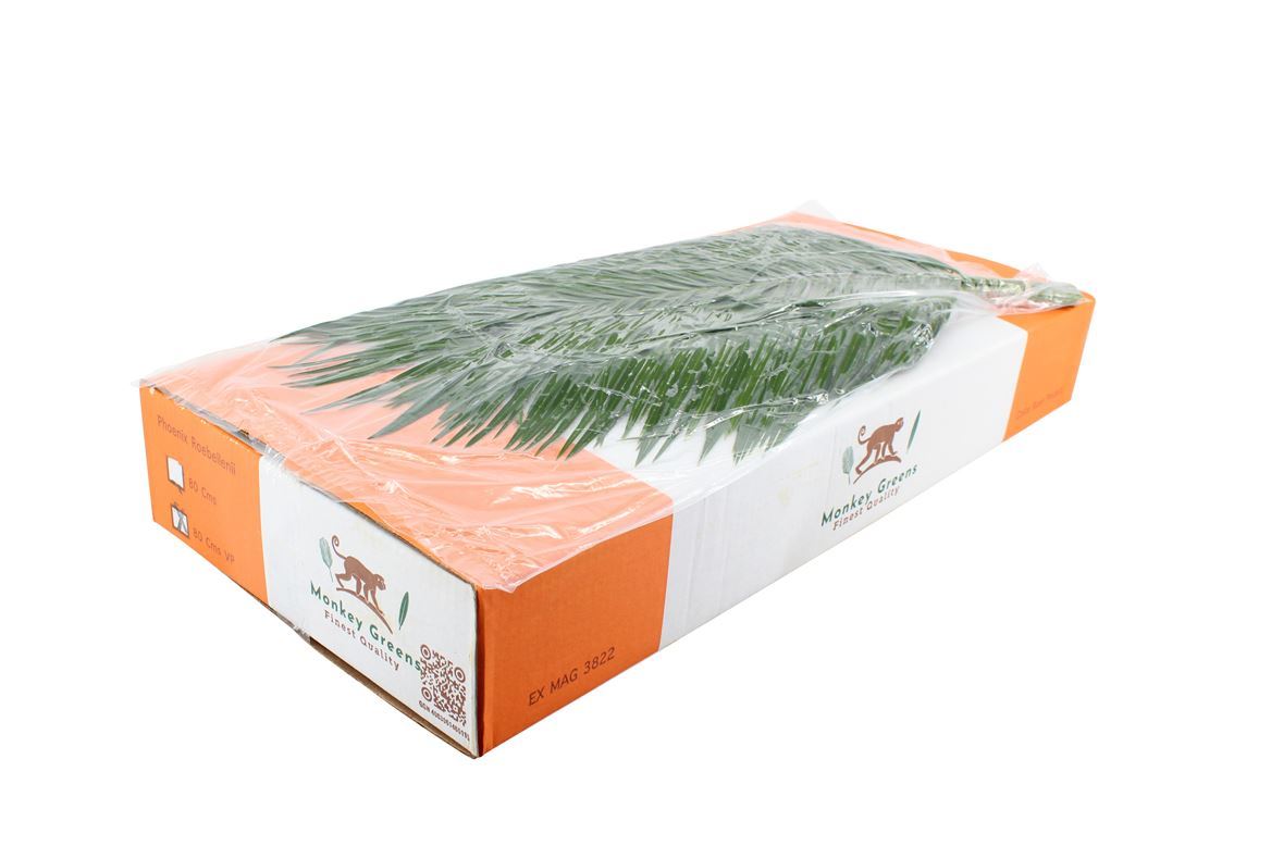 Phoenix Roebelini L.6 Jmp 80cm
