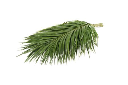 Phoenix Roebeleni Per Bunch 50cm