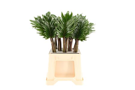 Philodendron Xanadu 50cm