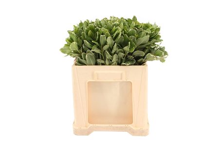 Pittosporum Tobira Ilan 50cm