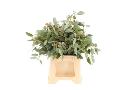 Eucalyptus Populus With Berry Per Bunch 50cm 150gr.