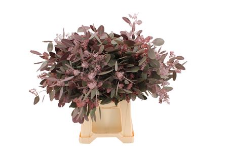 Eucalyptus Populus Painted Red Berry Per Bunch 70cm 300gr.