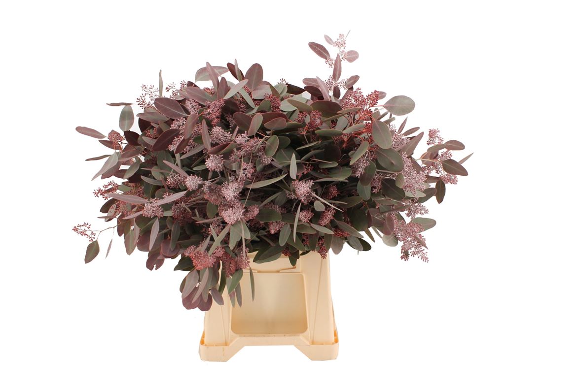 Eucalyptus Painted 70cm 300gram