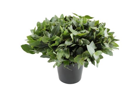 Eucalyptus Robusta Juveniel Per Bunch 55cm