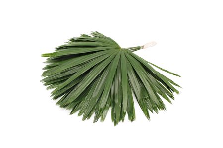 Palmleave 50cm