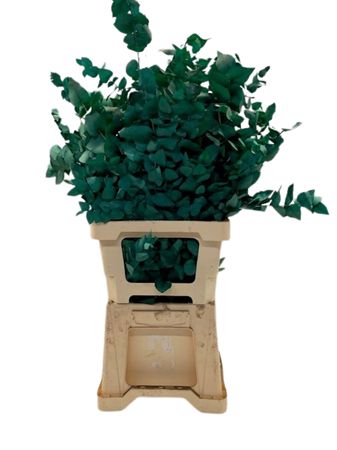 Eucalyptus Stuartiana Painted Green Per Bunch 70cm