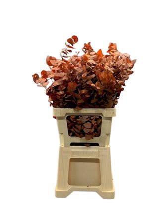Eucalyptus Stuartiana Painted Orange Per Bunch 70cm