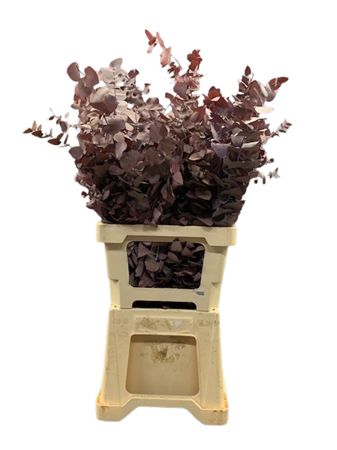 Eucalyptus Stuartiana Painted Red Per Bunch 70cm 150gr.