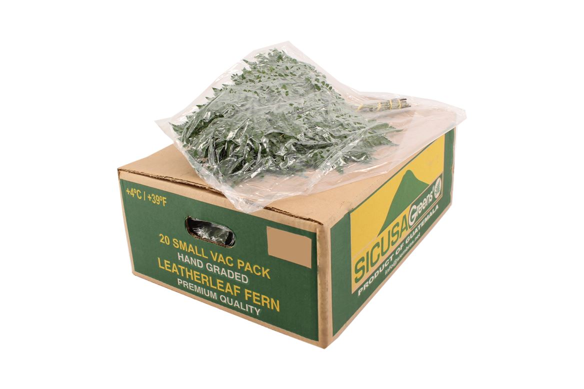 Leatherleaf Italy Per Bunch